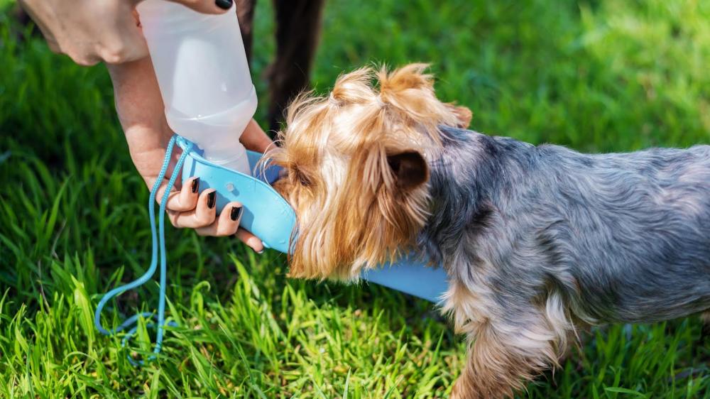 Onda de calor exige cuidados redobrados com animais de estimação; veterinária dá dicas