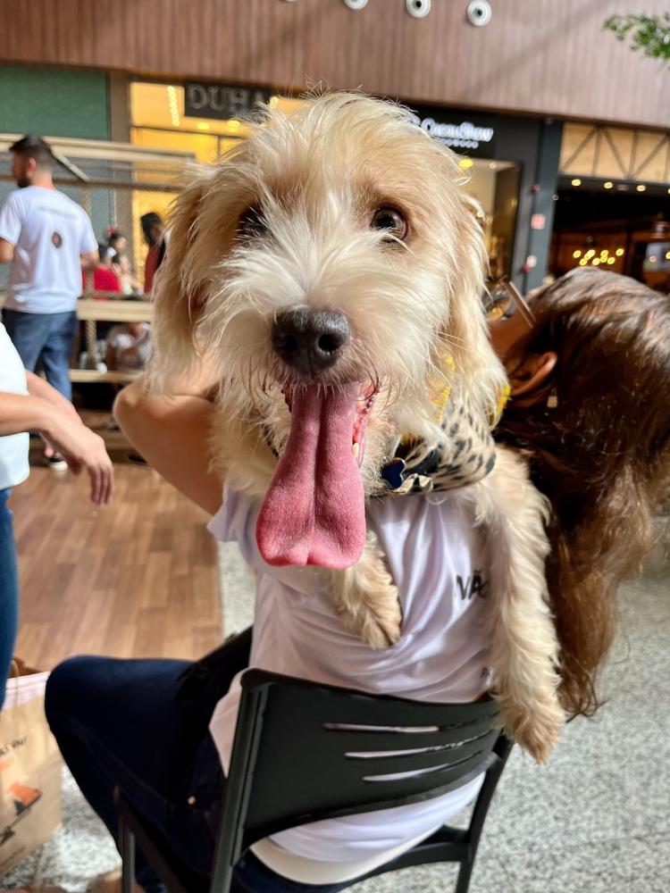 Feira de adoção de pets e vacinação gratuita movimentam shopping de Lauro de Freitas