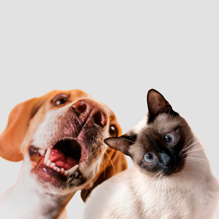 Outubro Rosa Pet: clínica oferta atendimento para cadelas e gatas no combate ao câncer de mama