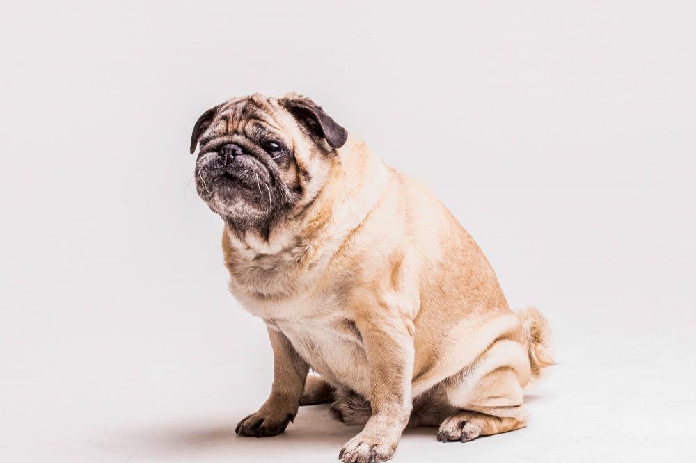 Cuidados com a saúde de animais idosos é foco de ação da Clivet, em Salvador 