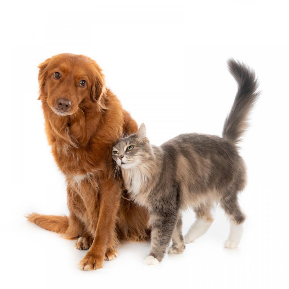 Novembro Azul Pet: Clínica de universidade realiza triagem gratuita em cães e gatos