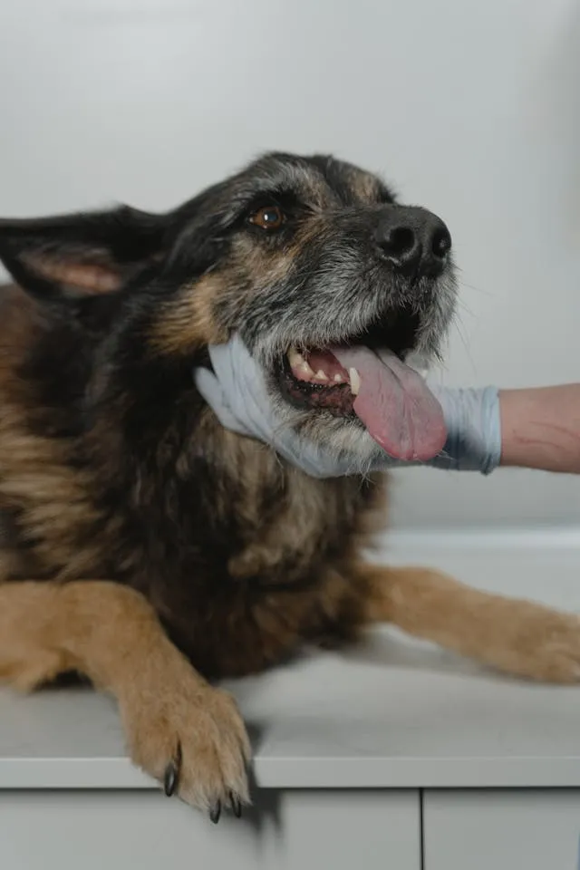 Novembro Azul Pet: Clivet realiza campanha de prevenção ao câncer em cães e gatos