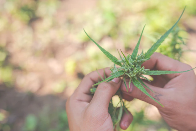 STJ Autoriza Cultivo de Cannabis Medicinal no Brasil e Impõe Prazo de 6 Meses para Regulamentação pela Anvisa
