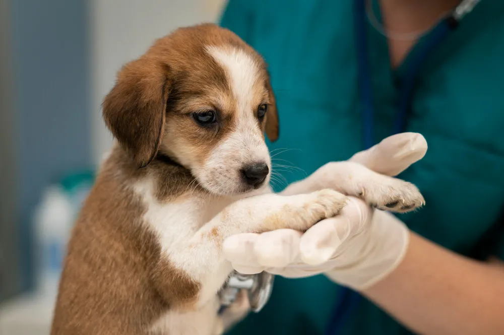 Saiba os riscos de medicar seu animal de estimação sem orientação veterinária
