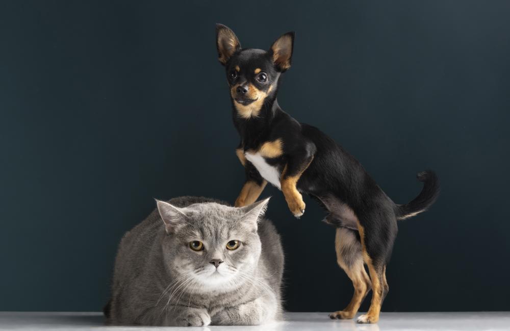 Cães e gatos machos também não estão livres do câncer de próstata